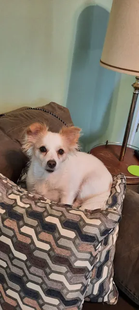 Farm & Pet Veterinary Services