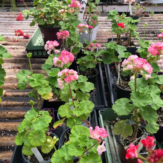 Ames Greenhouse & Antiques