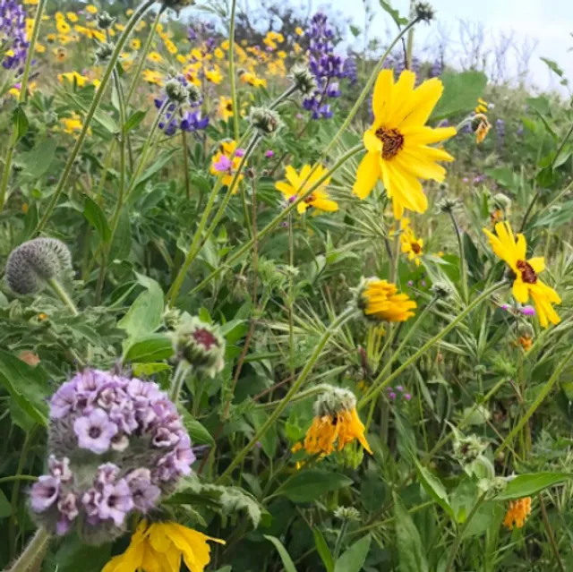 Palos Verdes Peninsula Land Conservancy