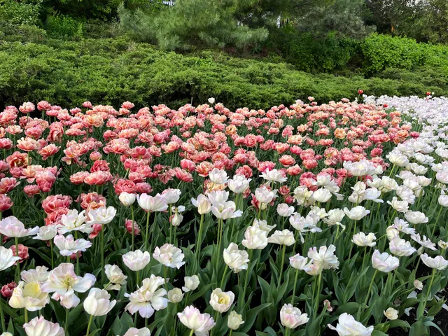 Canadian Tulip Festival