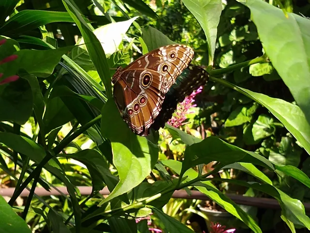 Florida Museum of Natural History-Exhibits