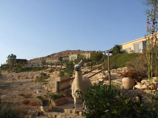 Alpaca Farm חוות האלפקות