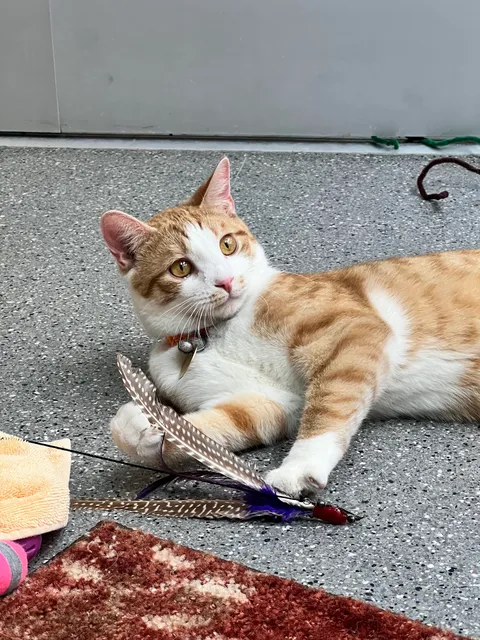 Watertown Charter Township