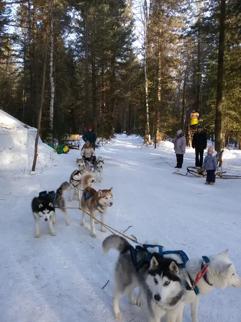 Kennel The Siberian Husky