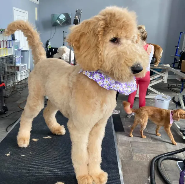 Snazzy Jazzy's Pet Salon Timonium