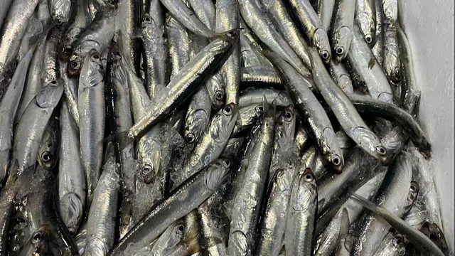 Monterey Fish Market