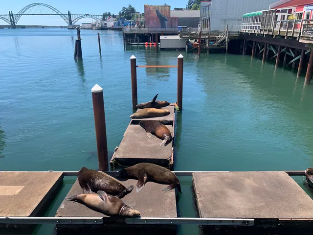Sea Lion Docks