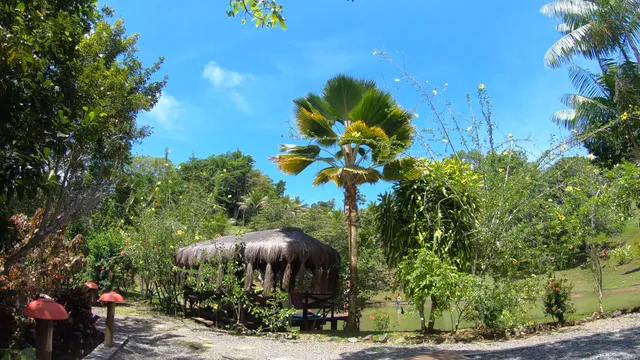 Spirit Vine Ayahuasca Retreat Center