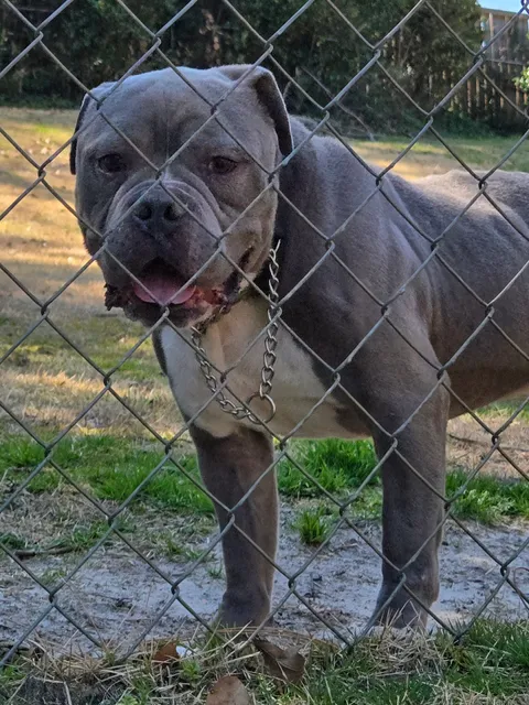 City Of Columbia Animal Services