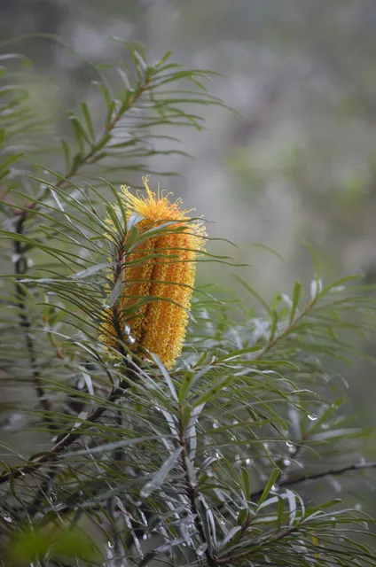 Natura Pacific Pty Ltd