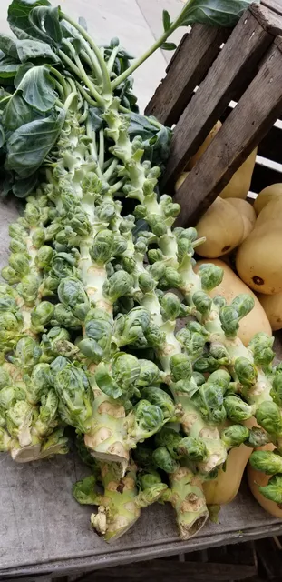 Boro Park Greenmarket