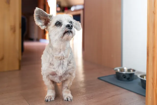 Schwarzwaldhaus Zwink