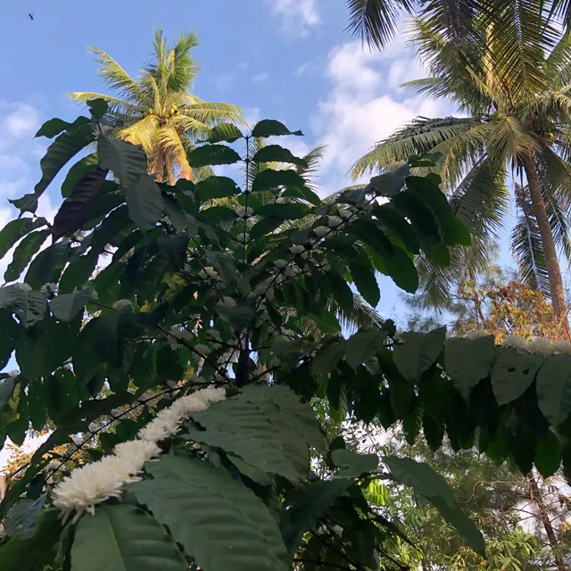 CocoHut Garden/Playspace