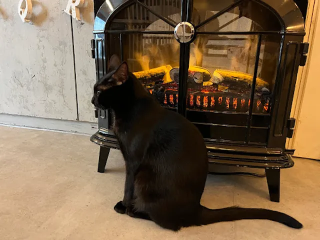 Neko Cafe Keurig (Daimyo store)