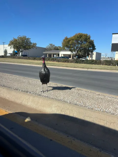 The turkey at central and greenwich