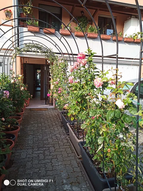 Le piante di casa SaMar