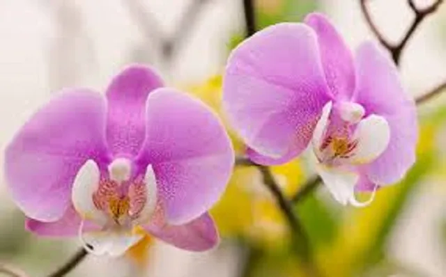 Looking Glass Orchids