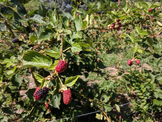 Heidi's Raspberry Farm- U-Pick Farm