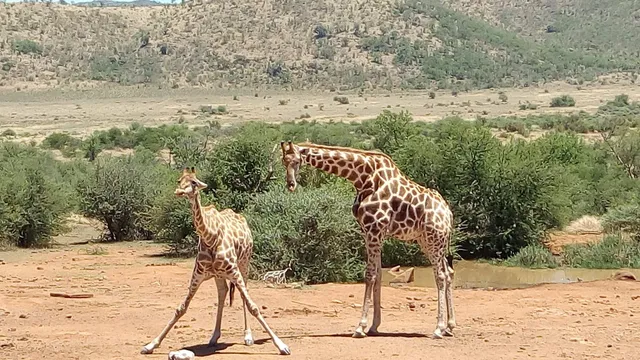 Black Rhino Game Reserve