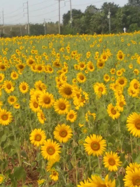 ร้านอาหารปราณี