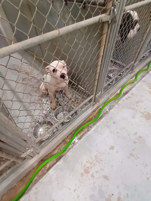 Lorain County Dog Kennel