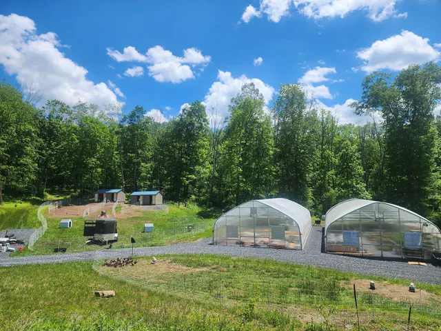 The Liberty Tree Ranch