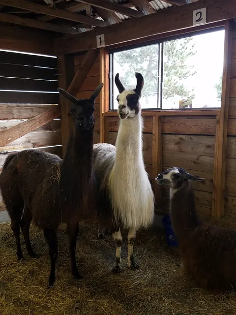 Fryeburg Fair Grandstand