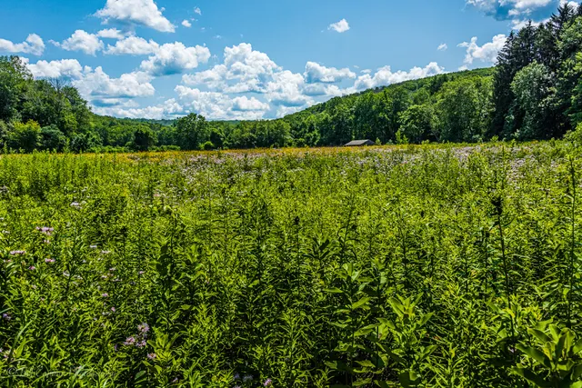 Wildflower Meadow