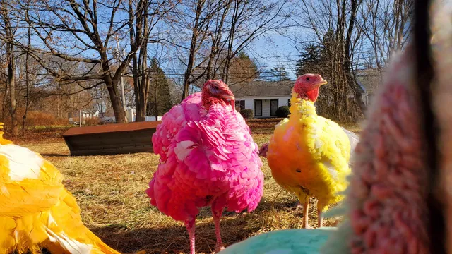 Gozzi's Turkey Farms
