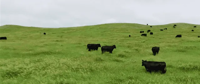 Jorgensen Land & Cattle