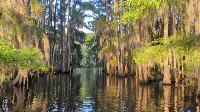Mossy Brake Camp Caddo Lake Swamp Tours
