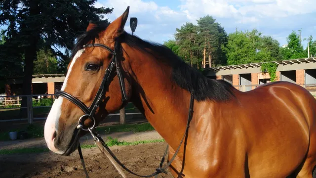 Shkola Verkhovoy Yezdy Garmoniya