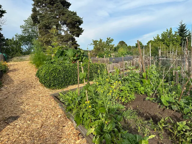 New Holly Youth & Family P-Patch