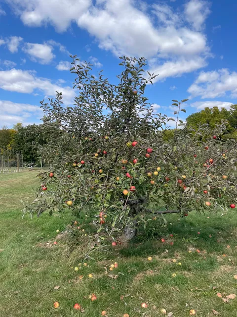 Okaw Valley Orchard, LLC