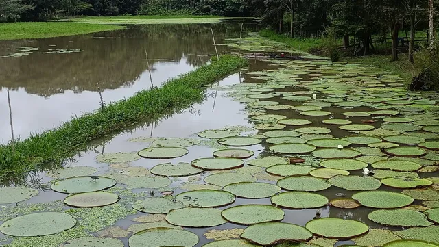 Parque Nacional Natural Amacayacu