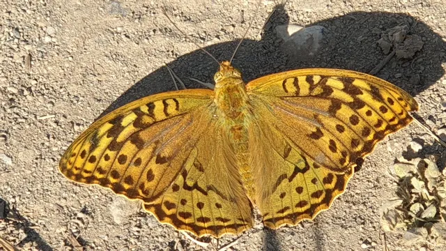 Тұрар Рысқұлов