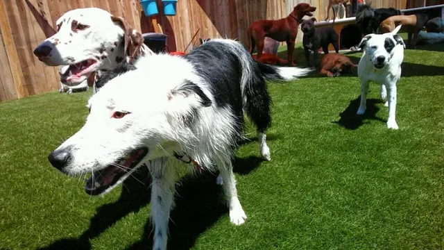 Camp Run-A-Mutt Point Loma