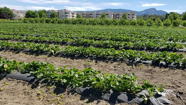 Kelowna Fruit n Veggies