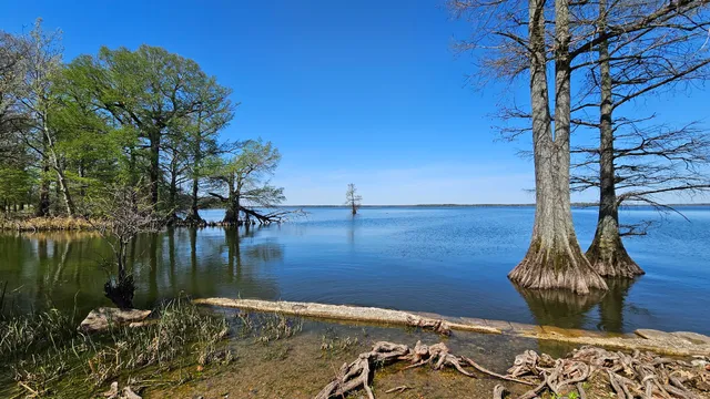 Reelfoot Lake Bluebank