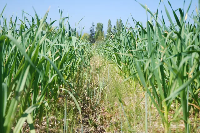 Richmond Garlic Fest