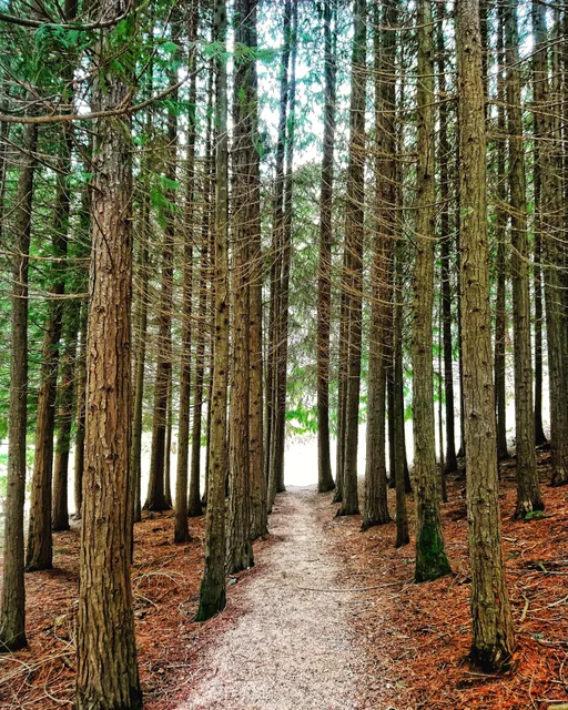 Bendora Arboretum Walk Trail Head