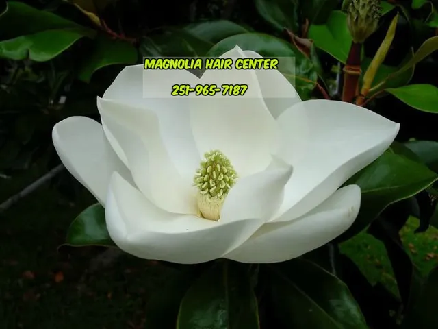 Magnolia Hair Center