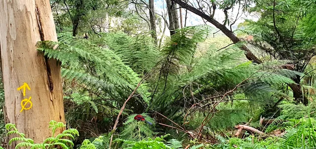1000 Steps/Mount Dandenong Tourist Rd