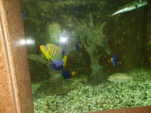 متحف اسماك البحر الاحمر