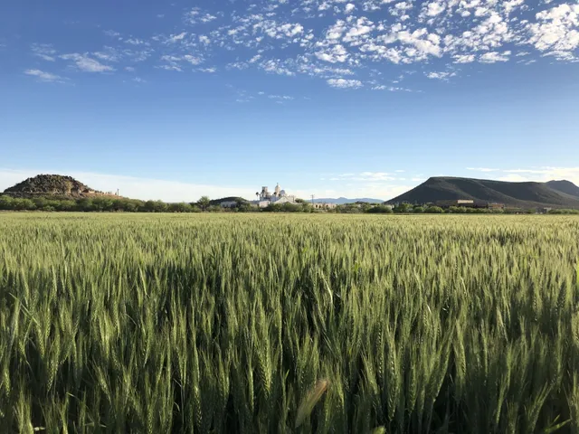 San Xavier Co-Op Farm