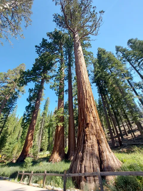 Big Trees Loop Trailhead
