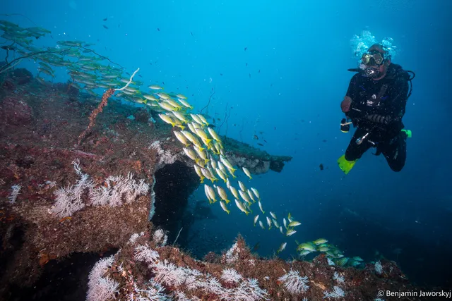 Yellow Fins Diving Kenya-Padi 5 Star Padi Center