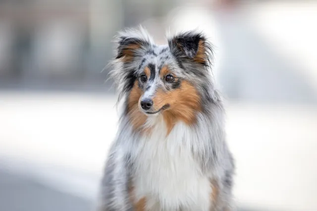 Centrale Canine - Musée du Chien