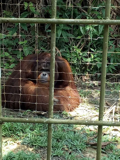 Orang Utan Island Ferry Terminal