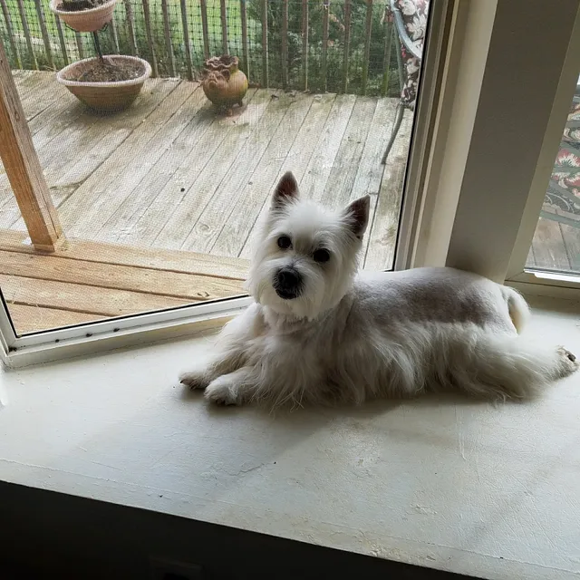 Dawg House Salon of Candler LLC